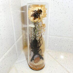 Vinegaroon Bee & Crystal Oddity Jar curiosity dome whip scorpion taxidermy goth